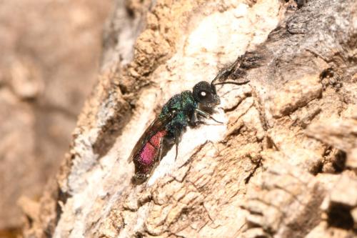 Chrysura sp.